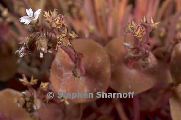 claytonia parviflora ssp parviflora 10 graphic